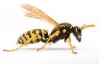 avatar of Yellowjacket