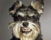 avatar of RabidSchnauzer